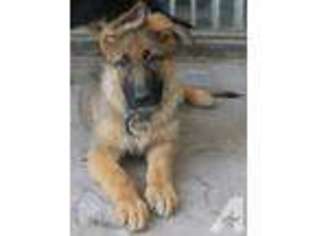 German Shepherd Dog Puppy for sale in SAN JACINTO, CA, USA