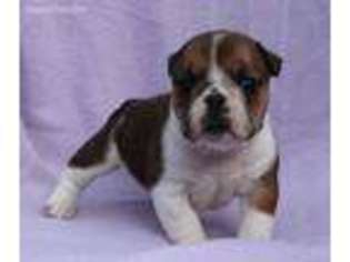 Bulldog Puppy for sale in Sparta, TN, USA