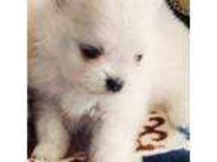 Pomeranian Puppy for sale in Port Monmouth, NJ, USA