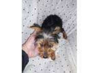 Yorkshire Terrier Puppy for sale in Fort Recovery, OH, USA