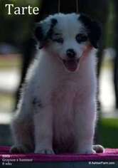 Australian Shepherd Puppy for sale in Floresville, TX, USA