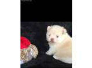 Pomeranian Puppy for sale in Pasadena, TX, USA