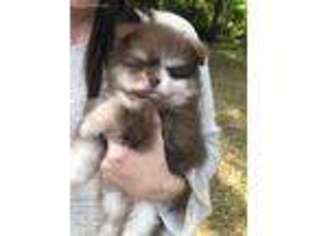 Pomeranian Puppy for sale in Edgewater, FL, USA