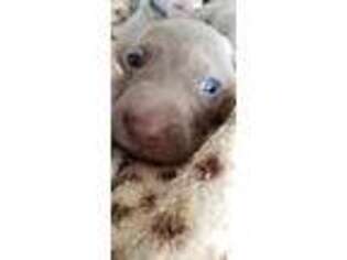 Weimaraner Puppy for sale in Albany, IN, USA