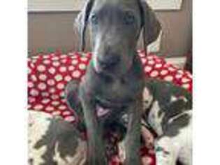 Great Dane Puppy for sale in Waterford, VA, USA