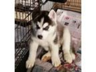 Siberian Husky Puppy for sale in Danbury, NH, USA