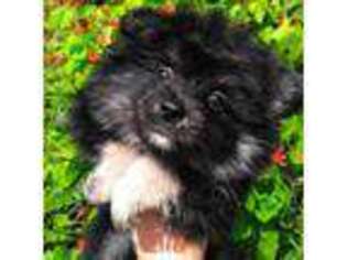 Mutt Puppy for sale in Alma, GA, USA