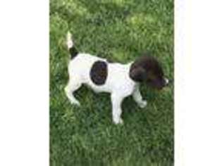 German Shorthaired Pointer Puppy for sale in Tulare, CA, USA