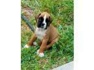 Boxer Puppy for sale in New Smyrna Beach, FL, USA