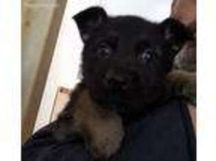 German Shepherd Dog Puppy for sale in Hinckley, MN, USA