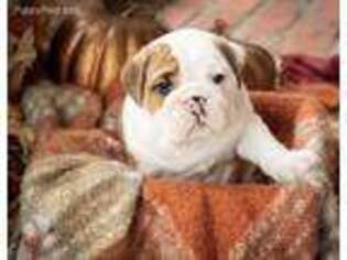 Bulldog Puppy for sale in Poteau, OK, USA