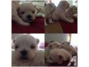 Maltese Puppy for sale in Hesperia, CA, USA