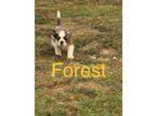 Saint Bernard Puppy for sale in Elk Mound, WI, USA