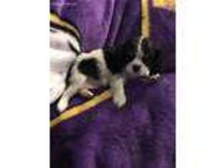 Cavalier King Charles Spaniel Puppy for sale in Madelia, MN, USA