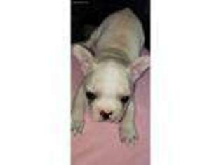 French Bulldog Puppy for sale in Geneseo, IL, USA