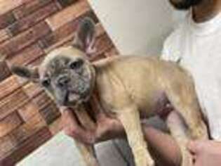 French Bulldog Puppy for sale in Mount Vernon, WA, USA