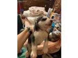 Siberian Husky Puppy for sale in Sacramento, CA, USA