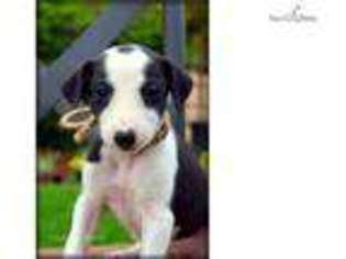 Whippet Puppy for sale in Madera, CA, USA