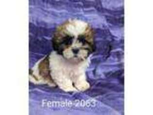 Bichon Frise Puppy for sale in Dekalb, IL, USA