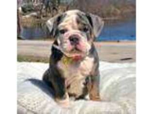 Bulldog Puppy for sale in Attleboro, MA, USA
