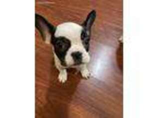 French Bulldog Puppy for sale in Medford, OR, USA