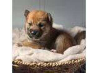Shiba Inu Puppy for sale in Lecanto, FL, USA
