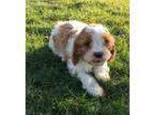 Cavachon Puppy for sale in Paradise, PA, USA