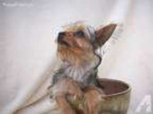 Yorkshire Terrier Puppy for sale in HANOVER, MD, USA