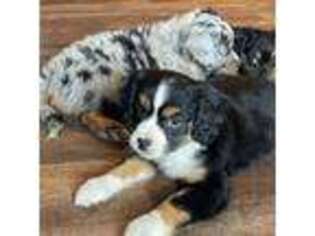 Cavalier King Charles Spaniel Puppy for sale in Scio, OR, USA