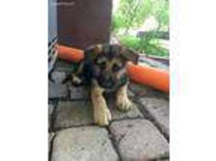 German Shepherd Dog Puppy for sale in Frederick, CO, USA