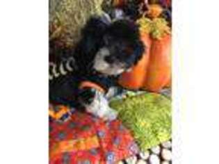 Havanese Puppy for sale in Fremont, OH, USA