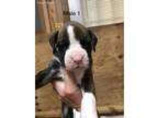 Boxer Puppy for sale in Batesburg, SC, USA