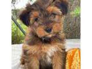 Yorkshire Terrier Puppy for sale in Hillsboro, TX, USA