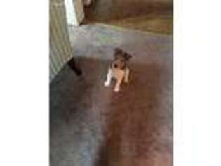 Mutt Puppy for sale in Lapeer, MI, USA