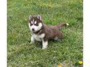 Siberian Husky Puppy for sale in New Cumberland, WV, USA