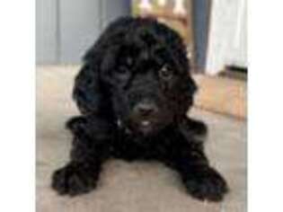 Goldendoodle Puppy for sale in Alturas, CA, USA