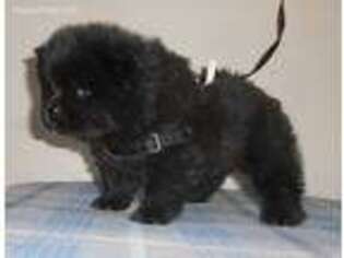 Chow Chow Puppy for sale in Oroville, CA, USA
