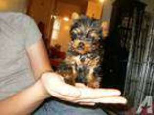 Yorkshire Terrier Puppy for sale in NEW CARLISLE, OH, USA