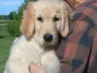 Golden Retriever Puppy for sale in Almond, WI, USA