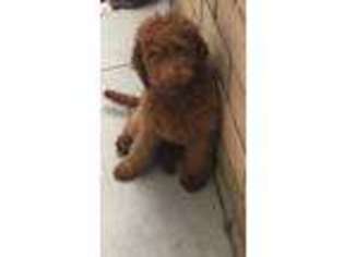 Labradoodle Puppy for sale in Diamond Bar, CA, USA
