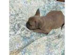 French Bulldog Puppy for sale in Hubbardston, MA, USA