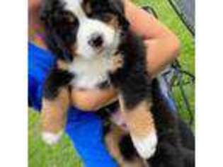 Bernese Mountain Dog Puppy for sale in Alanson, MI, USA