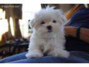 Maltese Puppy for sale in Honey Grove, TX, USA