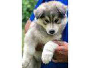 Siberian Husky Puppy for sale in Notasulga, AL, USA