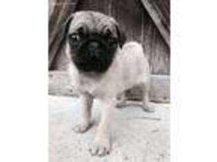 Pug Puppy for sale in Harriman, TN, USA