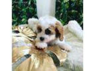 Cavachon Puppy for sale in Austin, TX, USA