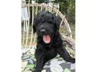 Labradoodle Puppy for sale in Deatsville, AL, USA