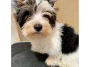 Biewer Terrier Puppy for sale in Deerfield Beach, FL, USA