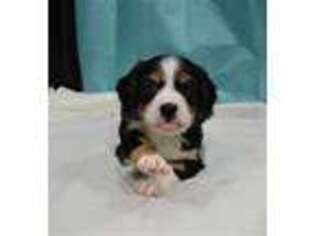 Cavalier King Charles Spaniel Puppy for sale in Austin, CO, USA