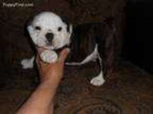 Bulldog Puppy for sale in Fox Lake, IL, USA